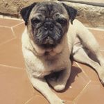 Profile Picture of Dino Pug (@dinopugcarlino) on Instagram