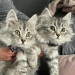 Profile Picture of Sacha & Michka | Siberian Forest cats (@my.siberian.boys) on Instagram