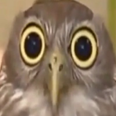 Profile Picture of Master Slobin Globin (@jesse_ference) on Twitter