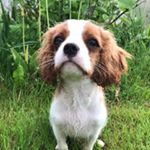 Profile Picture of 🐶𝐉𝐢𝐦𝐦𝐲 𝐒𝐢 (@good_dogjim) on Instagram