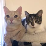 Profile Picture of Champ&Steve (Nicole And Kenny) (@champ_stevethecats19) on Instagram