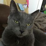 Profile Picture of Lynn Nishimura (@lynnn68) on Instagram