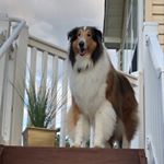 Profile Picture of Steve Seay (@sasmarine123) on Instagram