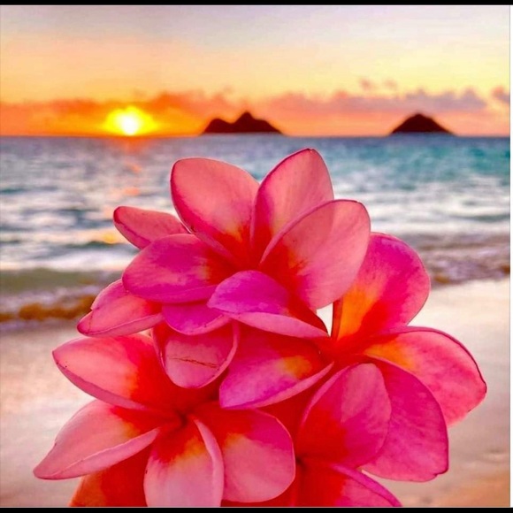 Mer'a Notman - Poshmark Profile Picture of Mer'a Notman (@molokaimera) on Poshmark