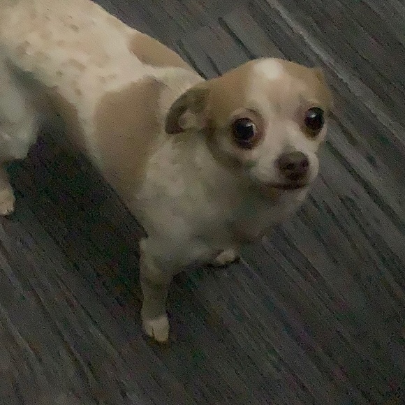 Profile Picture of Fauna Rachelle (@faunarachelle) on Poshmark