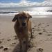 Profile Picture of Danielle Biondi-Battelli (@deebiondi) on Pinterest