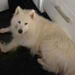 Profile Picture of Steven Bingham (@steven.bingham08) on Instagram