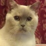 Profile Picture of Janet Yong Luff (@janet_adela) on Instagram