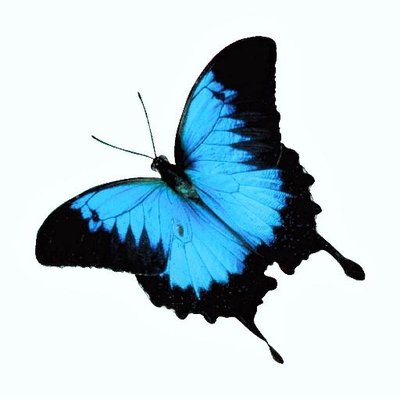 Profile Picture of Daintree Safaris (@DaintreeSafaris) on Twitter