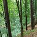 Profile Picture of sarina francovaa (@francovaa) on Pinterest