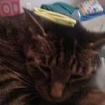 Profile Picture of Judith Howard (@judithhoward4763) on Instagram