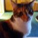 Profile Picture of Sue Calvert (@sclvrt) on Pinterest
