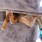 Profile Picture of Claire Grogan (@cocoandolly_abyssiniancats) on Instagram