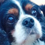 Profile Picture of scottdumontdamour (@scottdumontdamour) on Instagram