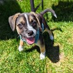 Profile Picture of Hammy Young (@hammy_girl_woof) on Instagram