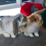 Profile Picture of Reya, Rufus & Raspberry (@rufus_reya_minilops) on Instagram