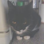 Profile Picture of toby andrew phillips (@dragonbpy_phillips_) on Instagram