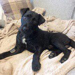 Profile Picture of Lloyd Groves (@the_adventures_of_fig) on Instagram