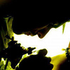 Profile Picture of Robin Arce (@Robin Arce) on Flickr
