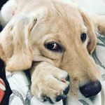 Profile Picture of Jamie Stoll (@piperpickedapeck) on Instagram