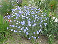 Profile Picture of Linum perenneon Wikipedia