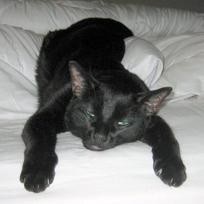 Profile Picture of Steve Hambalek (@Krell1956) on Twitter