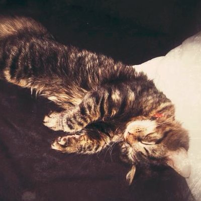 Profile Picture of Meredith Duffy (@irishbrat091309) on Twitter