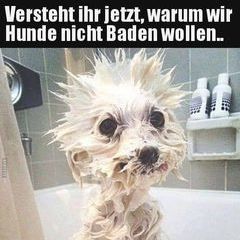 Profile Picture of thomashaarig (@thomashaarig) on Tiktok