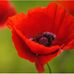 Profile Picture of Cindy Neer Mallinak (@Cindy-Neer-Mallinak) on Facebook