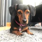 Profile Picture of Ryan Tibbs (@hotdoge_slinky) on Instagram