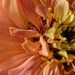 Profile Picture of Heather Jenigen (@hjenigen) on Pinterest