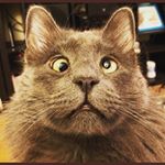 Profile Picture of Cedric Gallo Lemon (@capitan_bebe) on Instagram