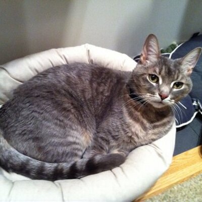 Profile Picture of Daniel Doane (@djdoane) on Twitter