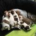 Profile Picture of Jack Russell Puppies (Puppies) (@caroline.betteridge.14) on Facebook