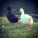 Ivory Lindsey - Instagram Profile Picture of Ivory Lindsey (@treasuredmemories_il) on Instagram