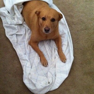 David Peluso - Twitter Profile Picture of David Peluso (@001osulep) on Twitter