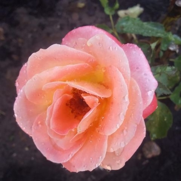 Profile Picture of Janice Pasqualone (@janicepasqualon) on Poshmark