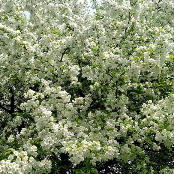 Profile Picture of Este Weeces (@ceweeces) on Poshmark