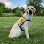 Jolly V & Isabelle III - Instagram Profile Picture of Jolly V & Isabelle III (@raisingfourpaws) on Instagram