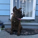 Profile Picture of Terrence Warren (@nova_canario) on Instagram