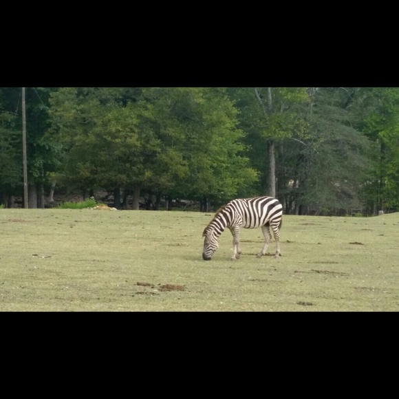 Profile Picture of Brittany Lanford (@brittanyamber88) on Poshmark