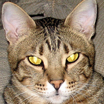 Profile Picture of Catsaregods (@catsaregods) on Flickr