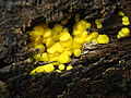 Profile Picture of Helotiaceaeon Wikipedia