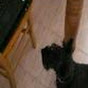Profile Picture of ScottyTerrier2003 (@@ScottyTerrier2003) on Tiktok