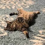 Profile Picture of Myrna Loy (@movie_star_cat) on Instagram