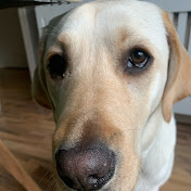 Profile Picture of Ray Kavanagh (@raykavanagh8555) on Youtube