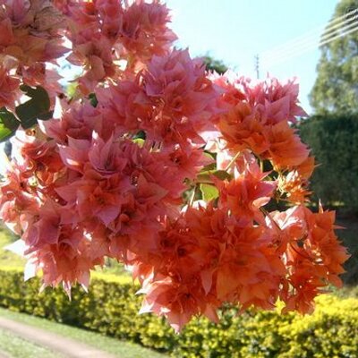 Profile Picture of Claudia  Neumann (@Claudia_Neumann) on Twitter