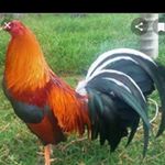 Profile Picture of Alejandro Tavares (@alejandro.tavares.33821) on Instagram