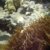 Profile Picture of Richard Burd (Burdy) (@bigburdy) on Youtube