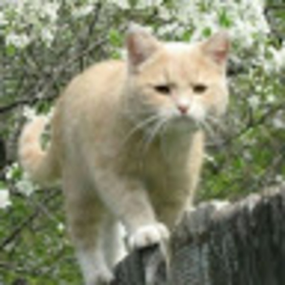 Profile Picture of Alaire (@alairpricot) on Poshmark